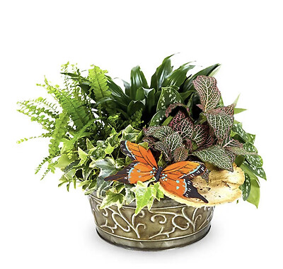 Butterfly Dish Garden